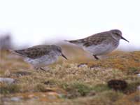 White-rumped-Sandpiper